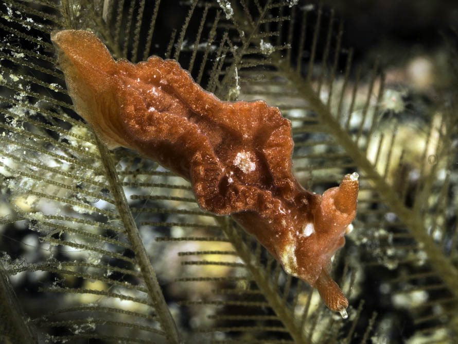 Lomanotus sp. 10